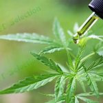 Full spectrum CBD oil