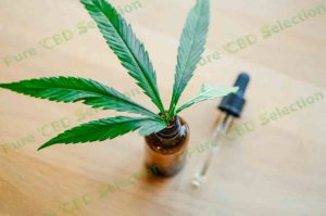 How does CBD oil work