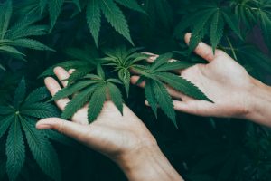 How does CBD work in your body