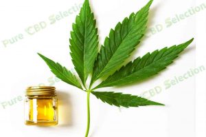 Is Hemp seed oil the same as CBD Hemp oil?