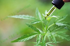 Pure cbd oil for sale