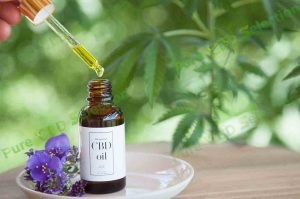 Where can I buy CBD oil