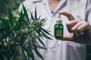 Where to buy CBD