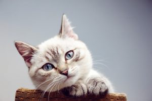 CBD oil for cats