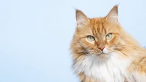 CBD oil for cats