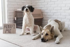 CBD oil for dogs